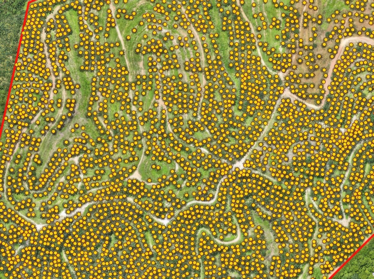 Tree Count & Yield Estimation — After