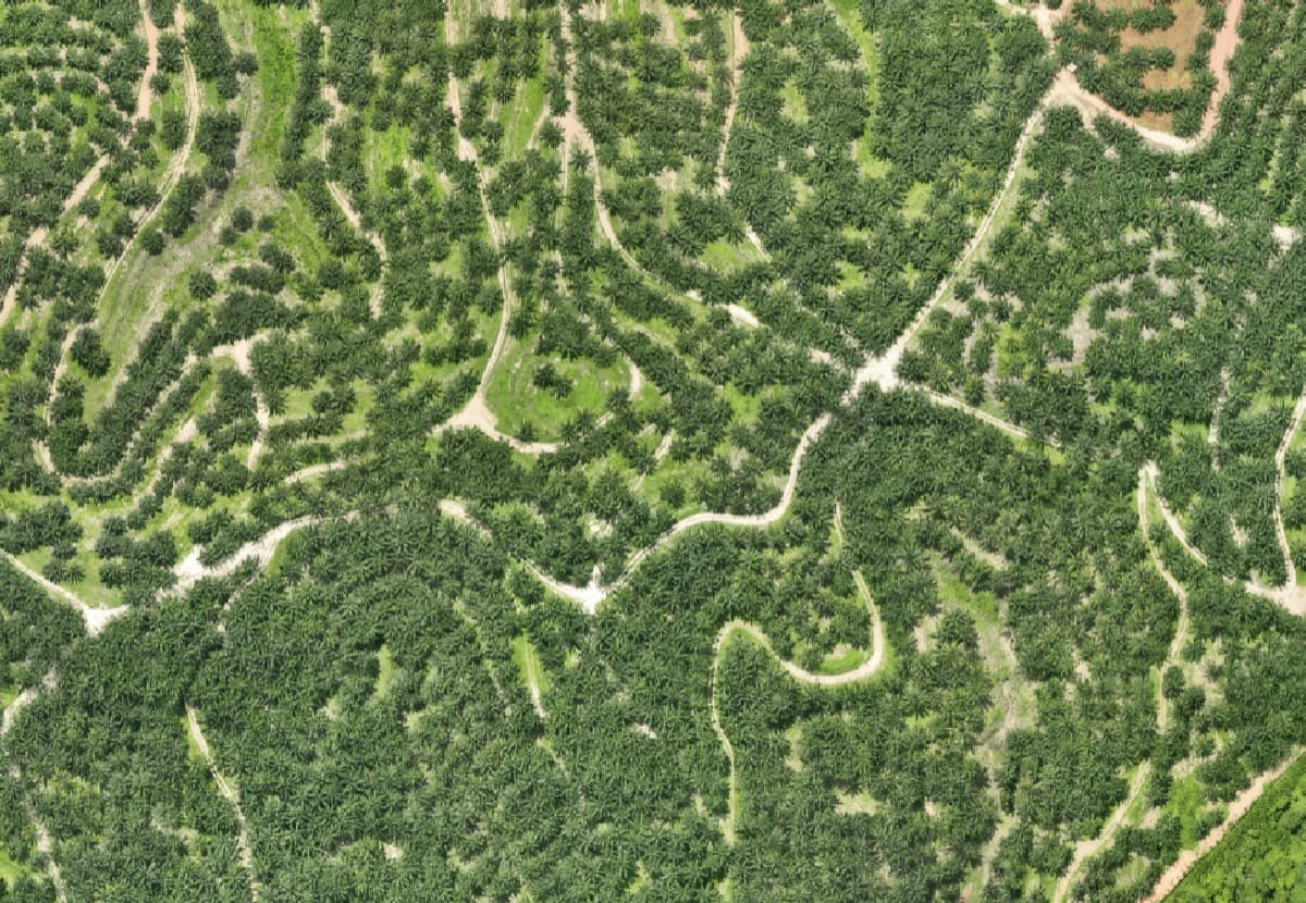 Tree Count & Yield Estimation — Before