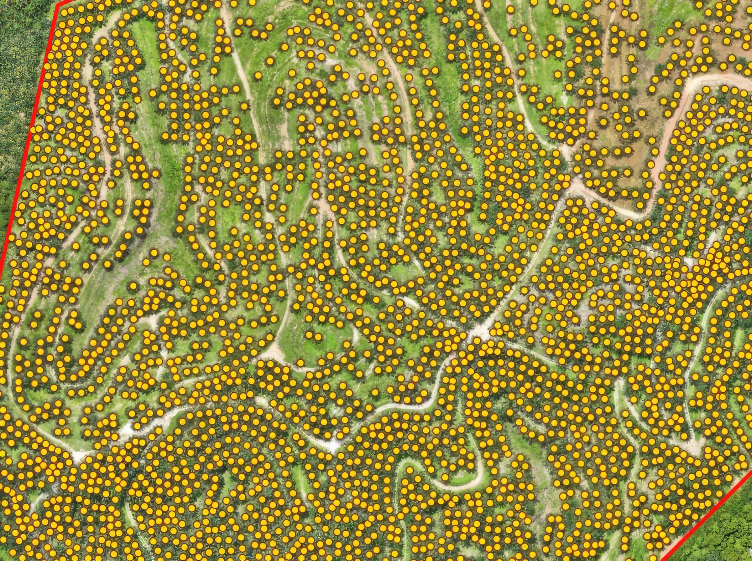 Tree Count Detection — After