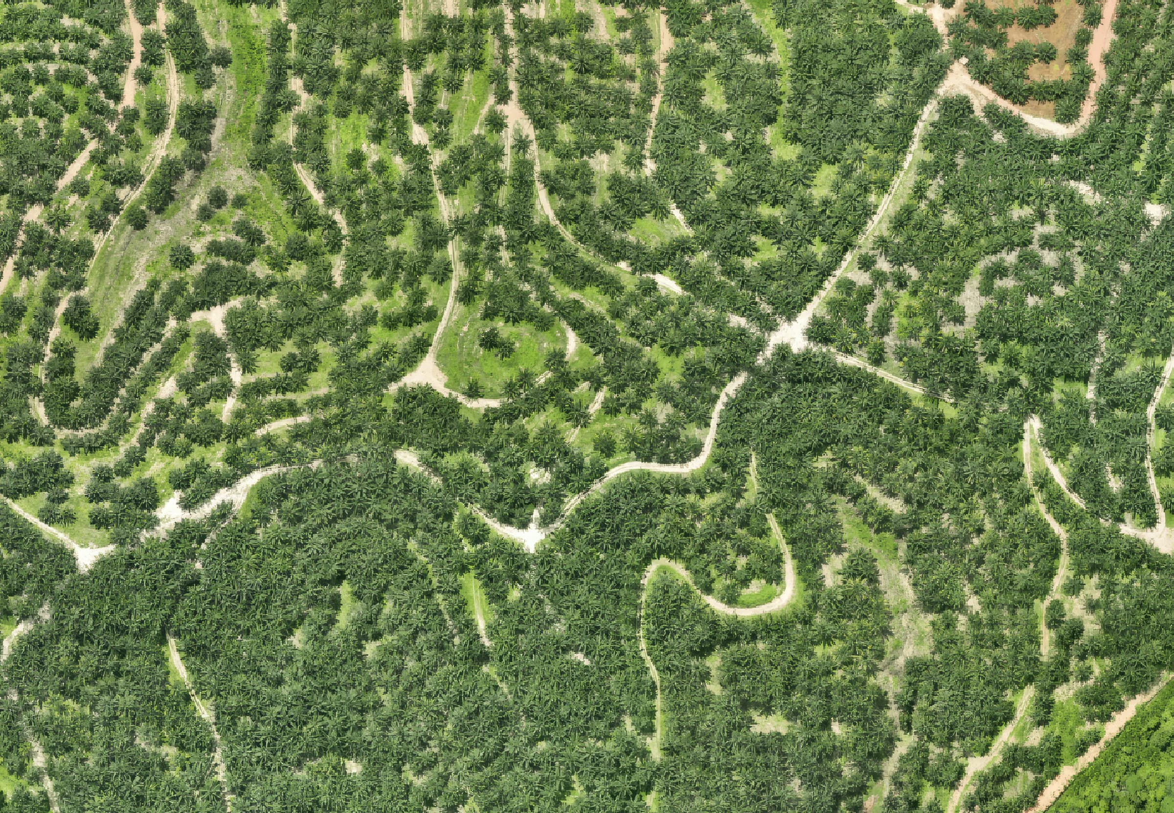 Tree Count Detection — Before